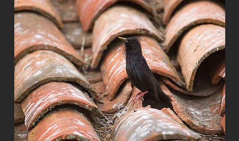 Einfarbstar (Sturnus unicolor)