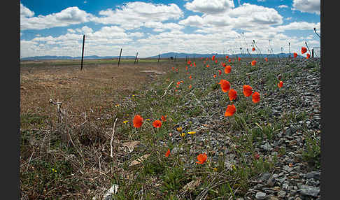 Spanien (Spain)