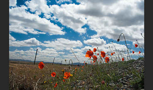 Spanien (Spain)