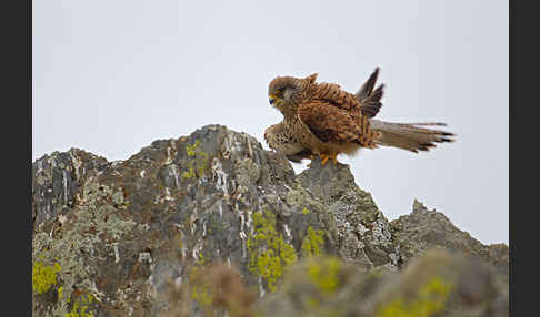 Rötelfalke (Falco naumanni)