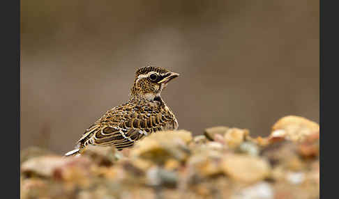 Kalanderlerche (Melanocorypha calandra)