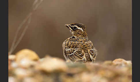 Kalanderlerche (Melanocorypha calandra)