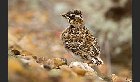 Kalanderlerche (Melanocorypha calandra)