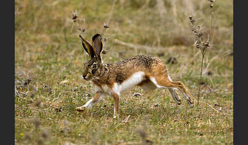 Iberischer Hase (Lepus granatensis)