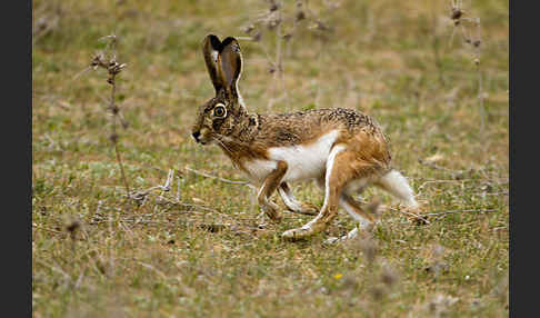 Iberischer Hase (Lepus granatensis)