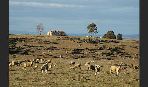 Merinoschaf (Ovis gmelini aries sspec.3)