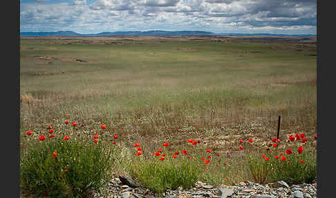 Spanien (Spain)