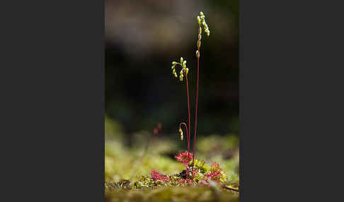 Rundblättriger Sonnentau (Drosera rotundifolia)