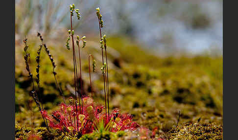 Rundblättriger Sonnentau (Drosera rotundifolia)