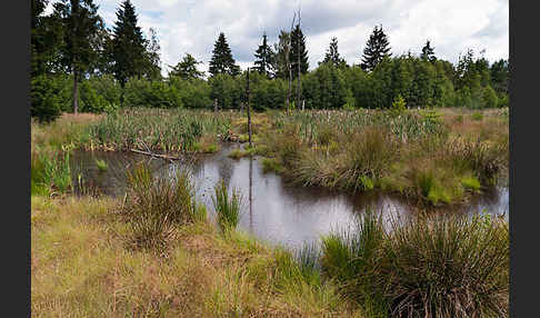 Thüringen (Thuringia)