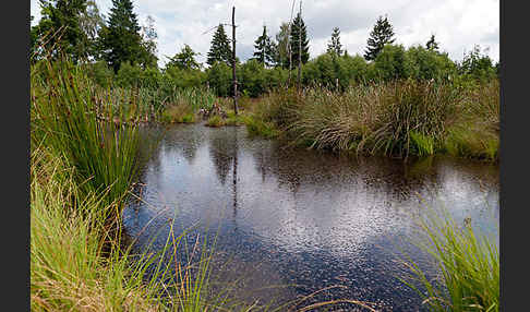 Thüringen (Thuringia)