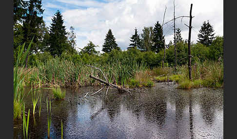 Thüringen (Thuringia)