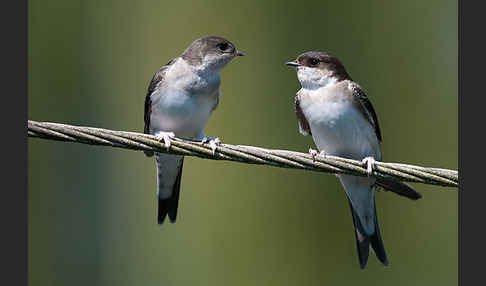 Mehlschwalbe (Delichon urbica)