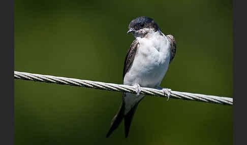 Mehlschwalbe (Delichon urbica)