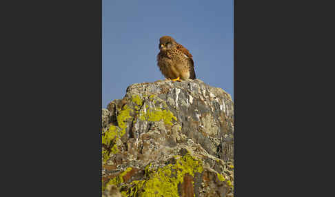 Rötelfalke (Falco naumanni)