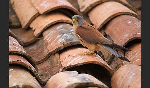 Rötelfalke (Falco naumanni)