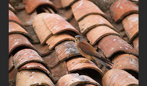 Rötelfalke (Falco naumanni)