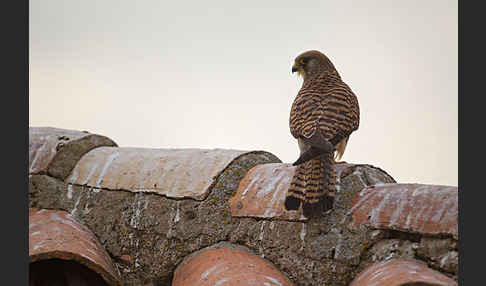 Rötelfalke (Falco naumanni)