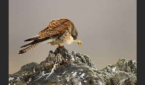 Rötelfalke (Falco naumanni)