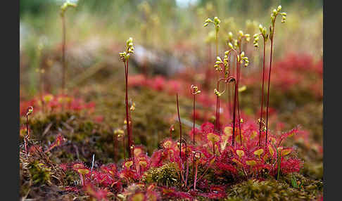 Rundblättriger Sonnentau (Drosera rotundifolia)