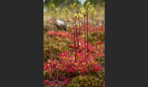 Rundblättriger Sonnentau (Drosera rotundifolia)