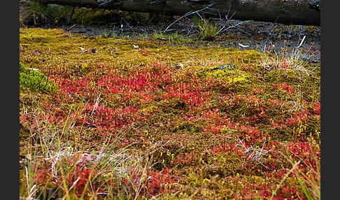 Rundblättriger Sonnentau (Drosera rotundifolia)