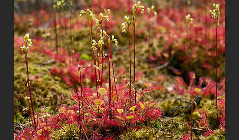 Rundblättriger Sonnentau (Drosera rotundifolia)