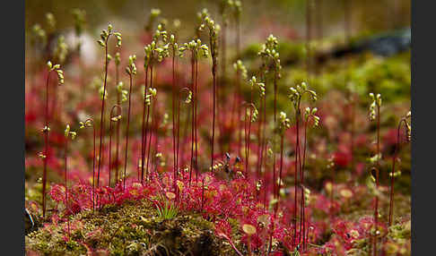 Rundblättriger Sonnentau (Drosera rotundifolia)