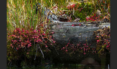 Rundblättriger Sonnentau (Drosera rotundifolia)