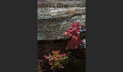 Rundblättriger Sonnentau (Drosera rotundifolia)