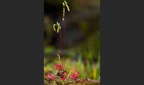 Rundblättriger Sonnentau (Drosera rotundifolia)