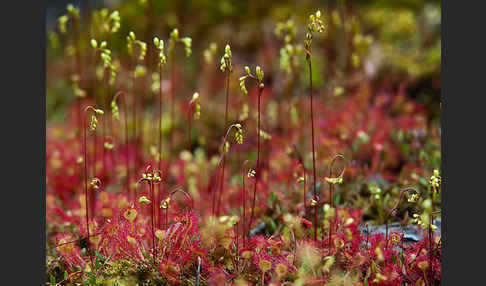 Rundblättriger Sonnentau (Drosera rotundifolia)