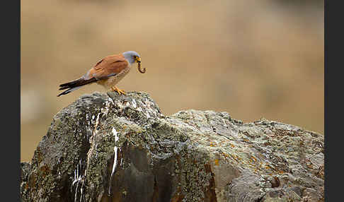 Rötelfalke (Falco naumanni)