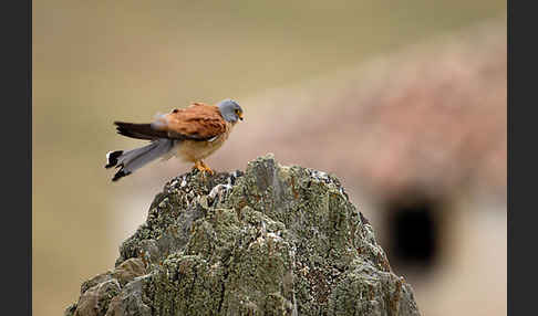 Rötelfalke (Falco naumanni)