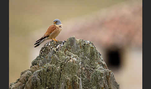 Rötelfalke (Falco naumanni)