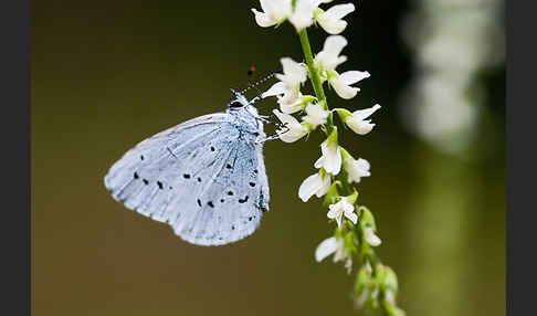 Faulbaumbläuling (Celastrina argiolus)