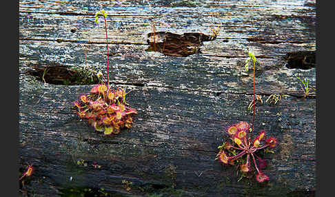 Rundblättriger Sonnentau (Drosera rotundifolia)