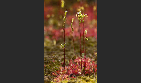 Rundblättriger Sonnentau (Drosera rotundifolia)