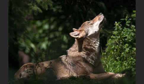 Wolf (Canis lupus)