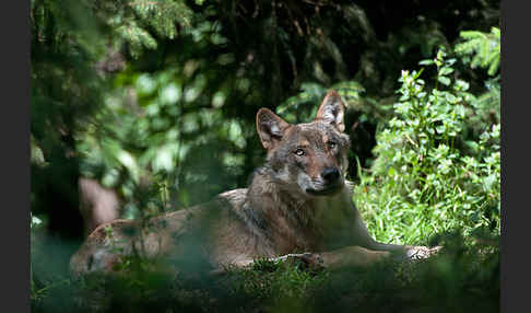 Wolf (Canis lupus)