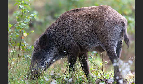 Schwarzwild (Sus scrofa)