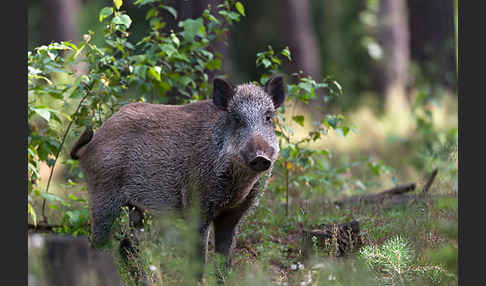 Schwarzwild (Sus scrofa)