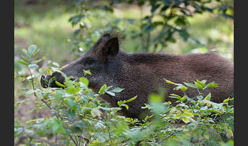 Schwarzwild (Sus scrofa)