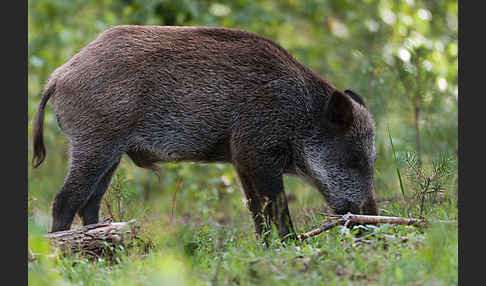 Schwarzwild (Sus scrofa)