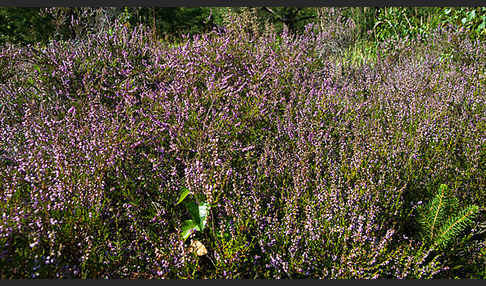 Heidekraut (Calluna vulgaris)