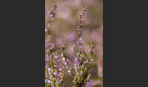 Heidekraut (Calluna vulgaris)