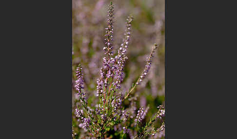 Heidekraut (Calluna vulgaris)