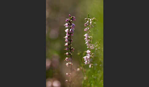 Heidekraut (Calluna vulgaris)