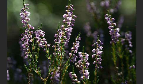 Heidekraut (Calluna vulgaris)