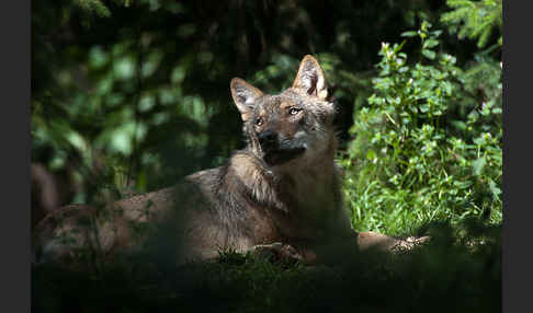 Wolf (Canis lupus)